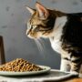 Cómo mezclar pienso y comida húmeda para gatos: Guía completa